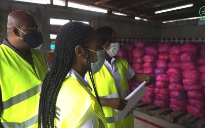 Vers la mise aux normes sanitaires de la filière manioc