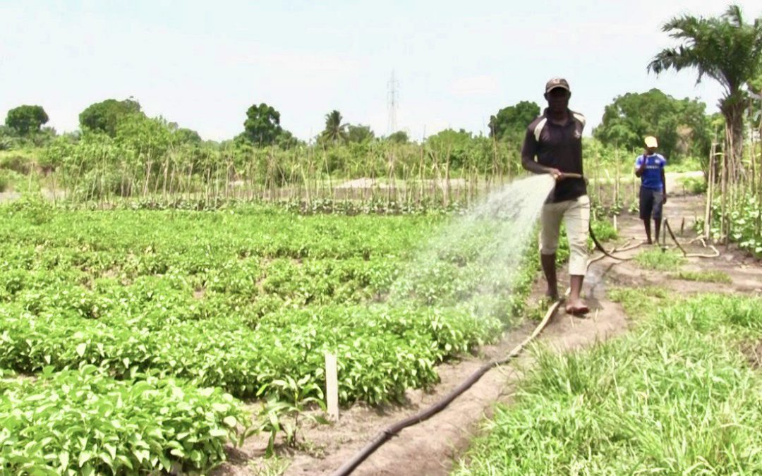 LA PLACE DE L’EAU DANS LA SÉCURITÉ ALIMENTAIRE:les défis liés aux périmètres maraîchers